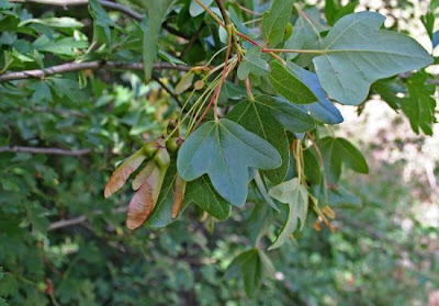 Acer monspessulanum L.