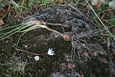 Leucojum autumnale L.