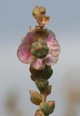 Salsola vermiculata L.