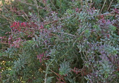 Suaeda vera J.F. Gmel.