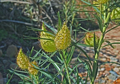 Asclepias fruticosa L.