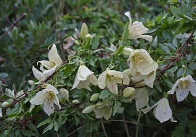 Clematis cirrhosa L.