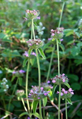 Clinopodium vulgare L.