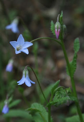 Dwarf borage