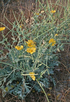 Horned-poppy Horned-poppy