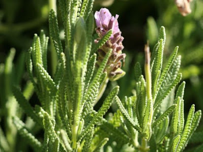 French lavender