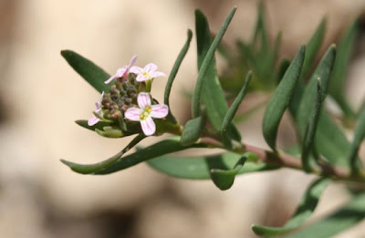 Burnt Candytuft Burnt Candytuft