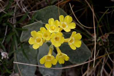 Auricula Auricula