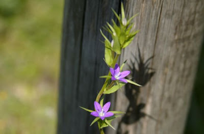 Legousia falcata (Ten.) Fritsch