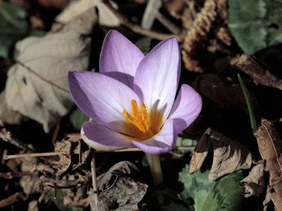 Crocus vernus,
,
dutch crocus,
Spring Crocus,
Zafferano alpino,
Zafferano maggiore