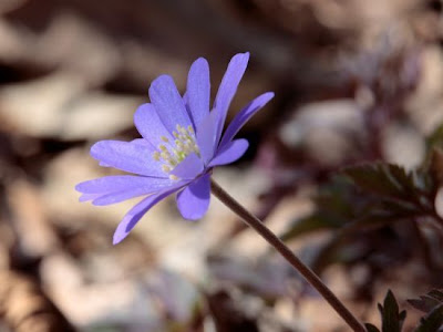 Anemone dell'Appennino Anemone dell'Appennino