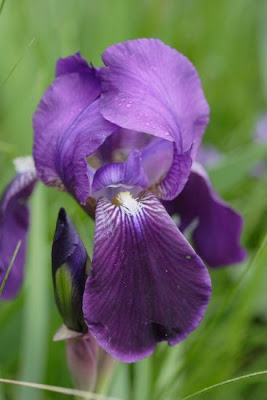 Iris marsica Ricci et Colasante