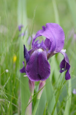Iris marsica Ricci et Colasante