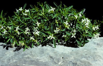 Alpine daphne Alpine daphne