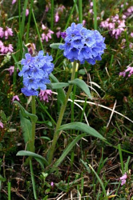 Cowslip lungwort Cowslip lungwort