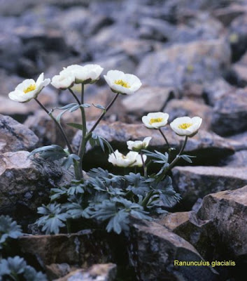 Ranunculus glacialis,
glacier buttercup,
Ranuncolo glaciale