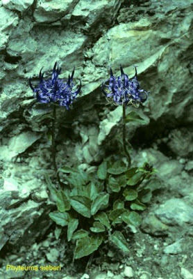 Phyteuma sieberi Sprengel