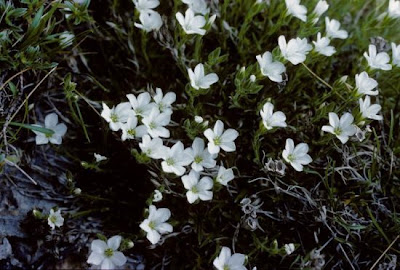 Appenean Sandwort