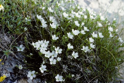 Appenean Sandwort