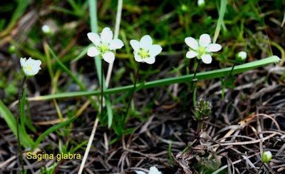 Sagina glabra,
Sagina glabra