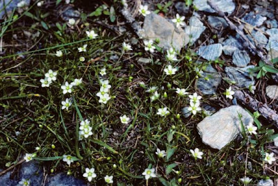 Sagina glabra,
Sagina glabra