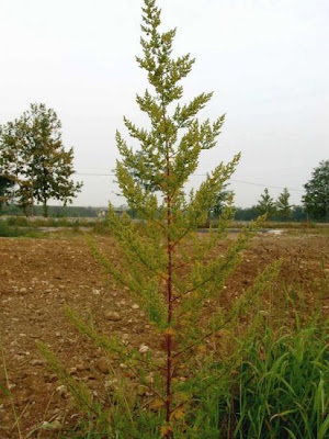 Artemisia annua L.