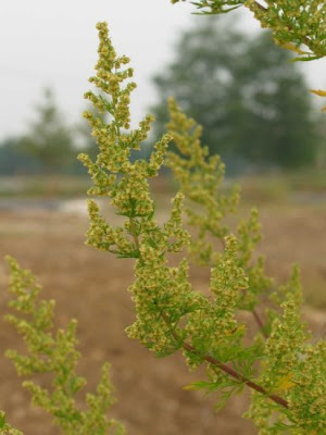 Artemisia annua L.