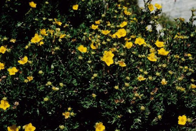 Bush cinquefoil