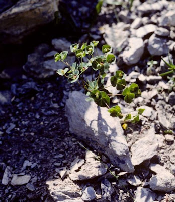Euphorbia valliniana Belli