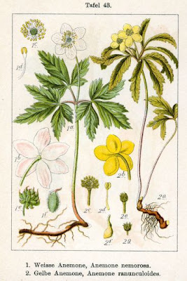 Anemonoides nemorosa (L.) Holub