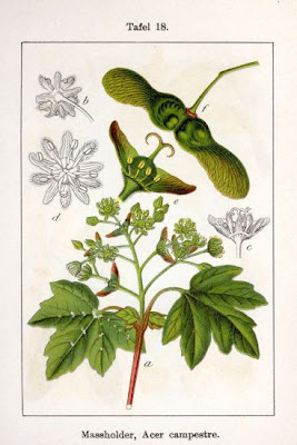 Field maple
