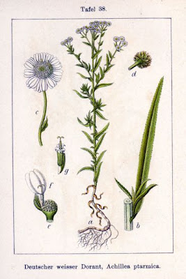 Achillea ptarmica L.