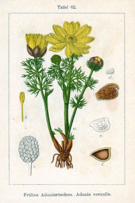 Oxeye