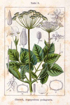 Goutweed Goutweed