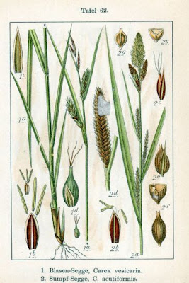 Carex acutiformis Ehrh.