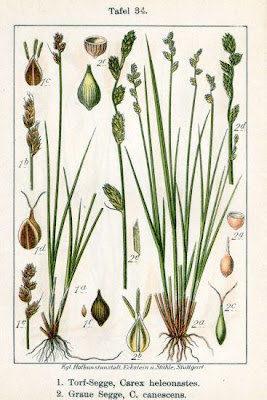 Hoary Sedge Hoary Sedge
