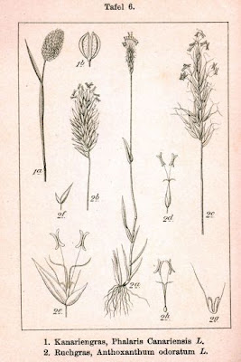 Vernal Grass