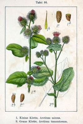 Arctium minus (Hill) Bernh.