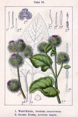 Arctium nemorosum Lej.