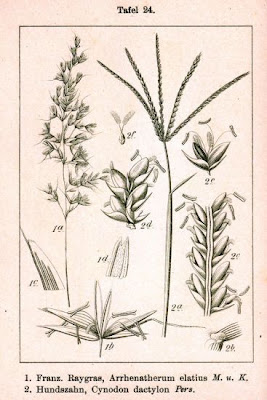 Tall oatgrass