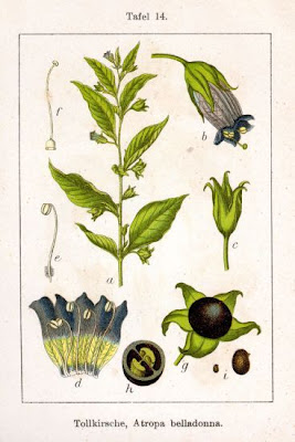 Belladonna Belladonna