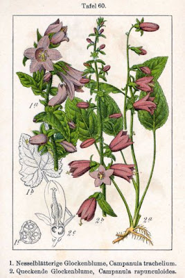 Campanula trachelium L.