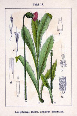 Alpine Thistle Alpine Thistle
