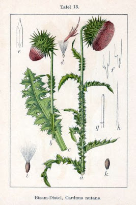 Carduus nutans L.