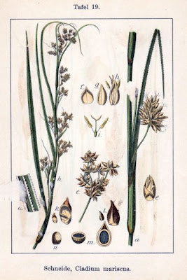Cladium mariscus (L.) Pohl