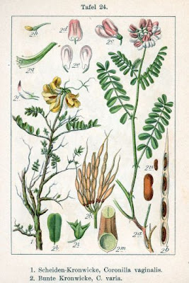 Cornetta guainata Cornetta guainata