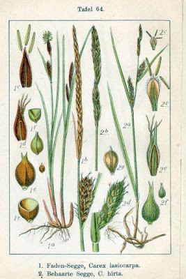 American woollyfruit sedge American woollyfruit sedge