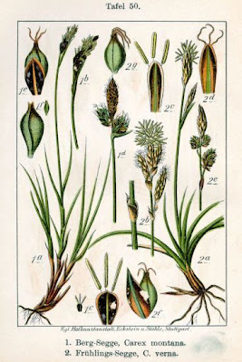 Carex montana L.