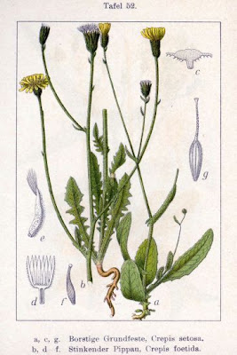 Crépis fétide Crépis fétide