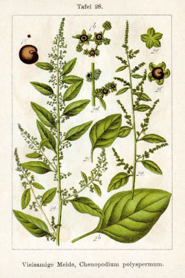 Erva-das-sementes